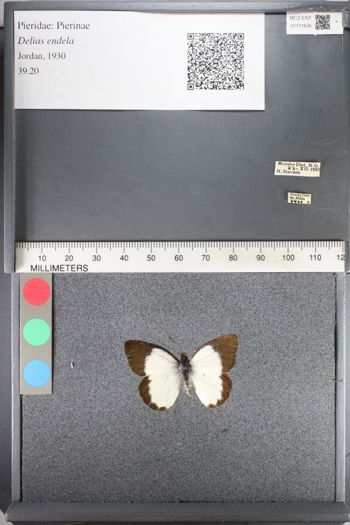 Media type: image;   Entomology 131635